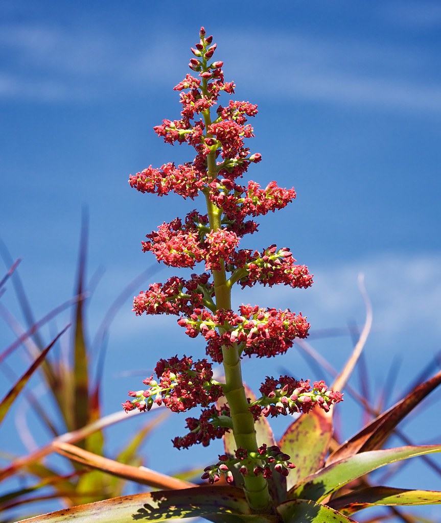 Dracophyllum latifolium (Neinei or Spiderwood) | Dracophyllu… | Flickr