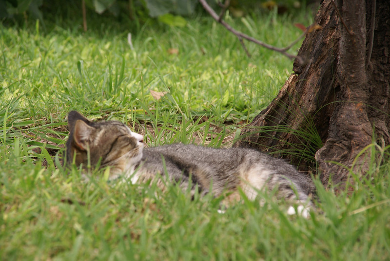 Argentine Wild Cat Resting in Buenos Aires Japanese Gardens