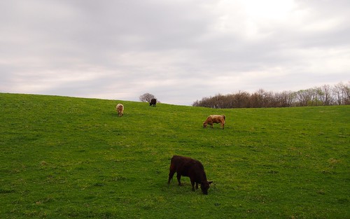 sky cloud green field grass illinois spring day cattle cows cloudy springfield 2014