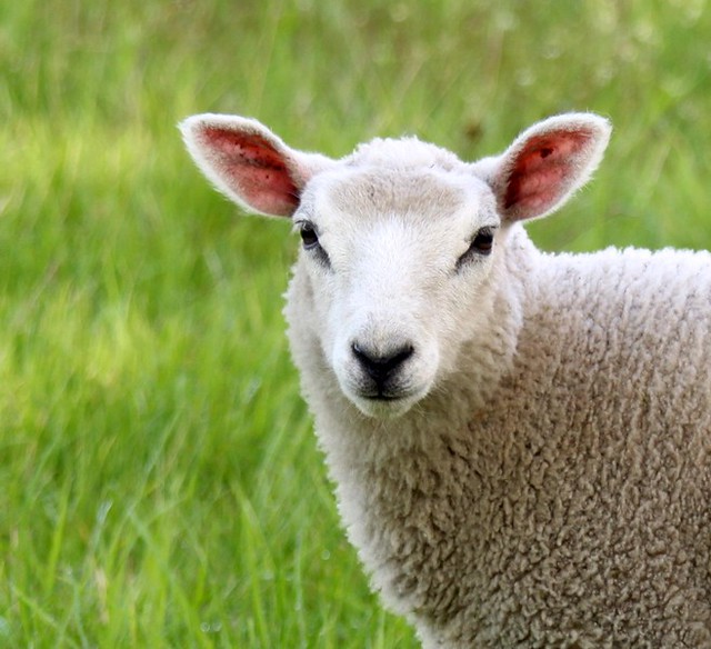 Lamb in the green meadows