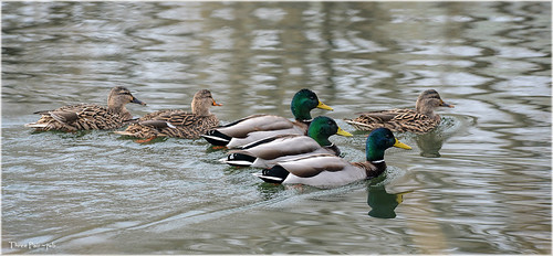 Three Pair | by jerrywb2010