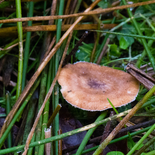 Frost-rimmed mushroom