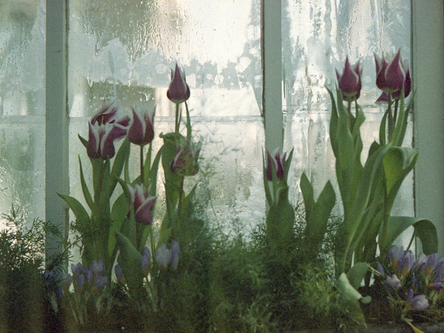Tulips and window - Allan Gardens, Toronto