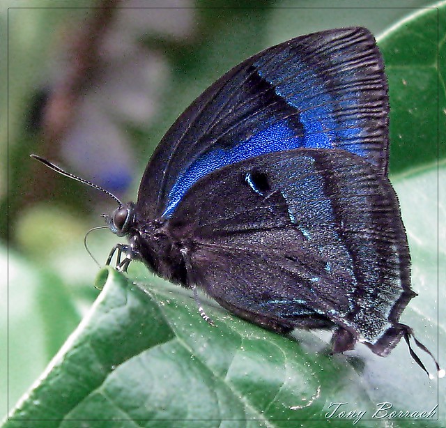 Black and blue butterfly