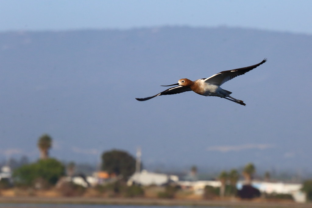 This is a Creative Commons image with the title Avocet in Silicon Valley