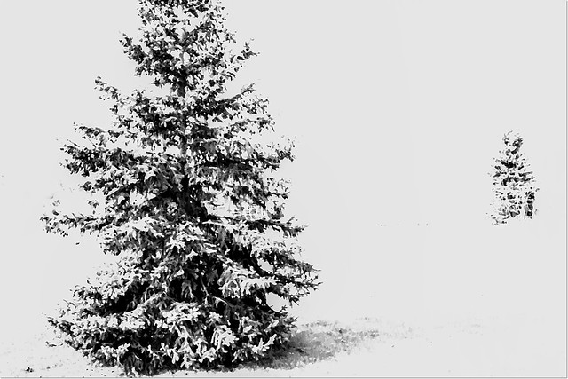 199/365 ~ The pine stays green in winter... wisdom in hardship. Norman Douglas