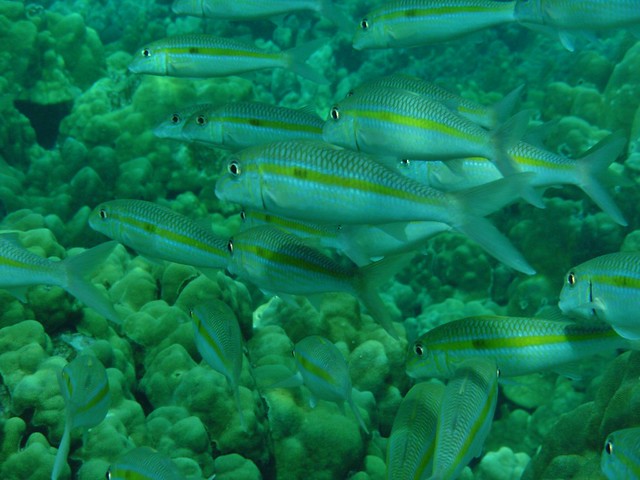 Bunched (Mulloidichthys flavolineatus)