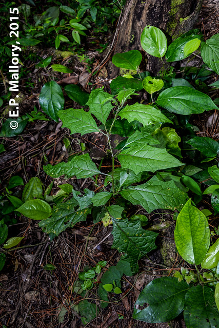 2015-02-19 TBZ-LBE-0060 Solanum volubile - E.P. Mallory