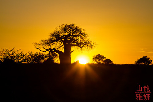africa sunset tree tanzania safari arusha baobab baobabtree tarangirenationalpark adansoniadigitata africanwildcatsexpeditions tzday01