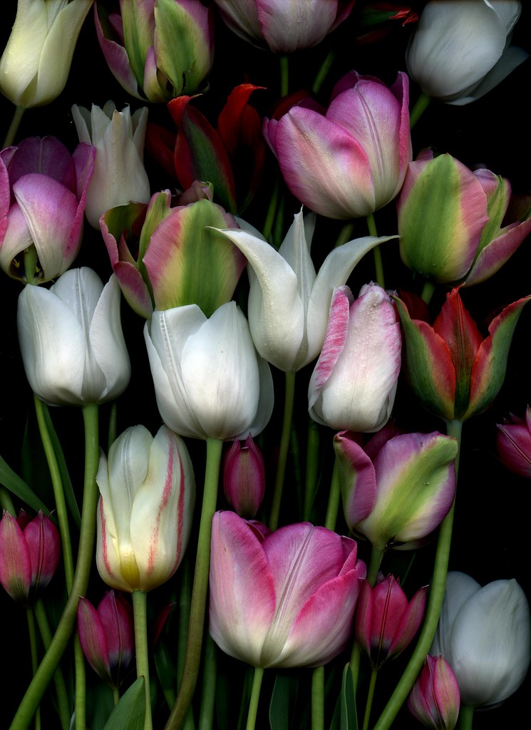 57353.02 Tulipa | Fred Michel | Flickr