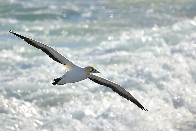 South Africa, Cape gannet