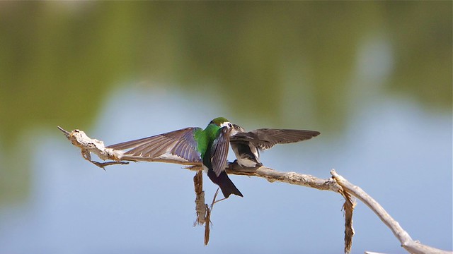 Atascadero Lake Swallows