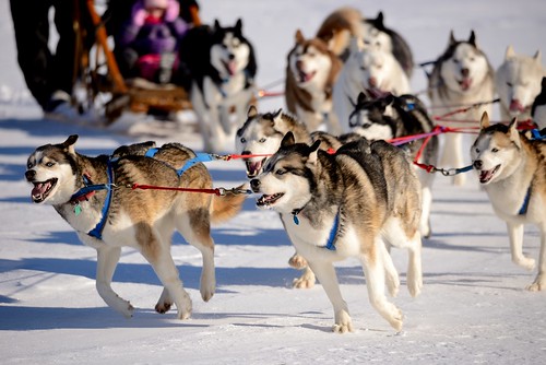 winter snow dogs wisconsin fun nikon kohler winterfest sleddogs d600 siberianhuskies dogsledteam sigma150500 siberianoutpost devilducmike