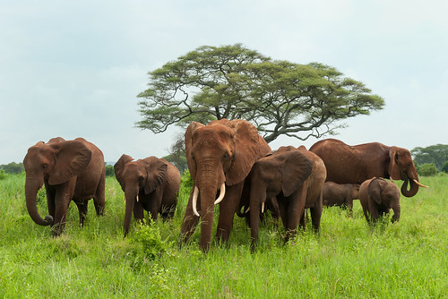elephant tanzania breeding elephants plains herd arusha tarangire tarangirenationalpark