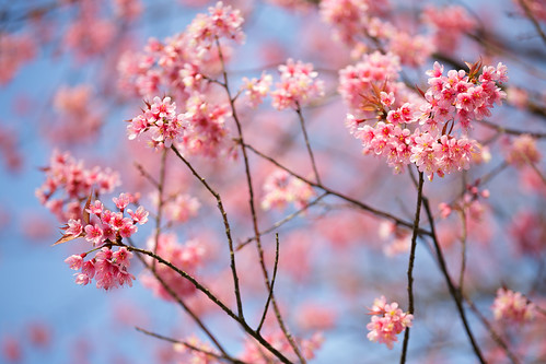 Wild himalayan cherry | by Patrick Foto ;)