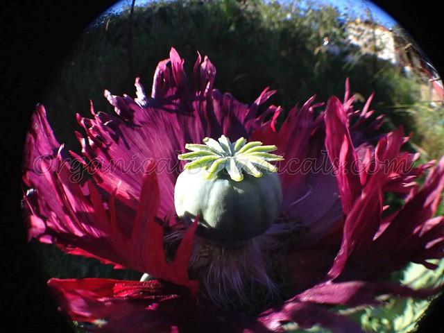Papaver Somniferum Poppy Photos of Poppies | Seeds via #OrganicalBotanicals