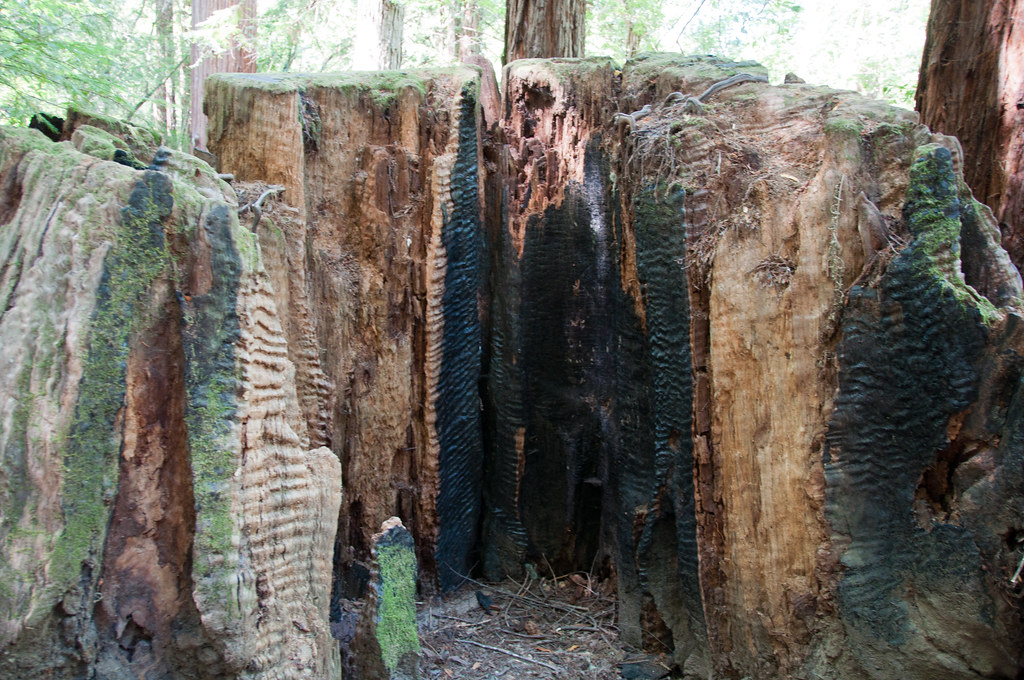 Gilliam Creek Trail