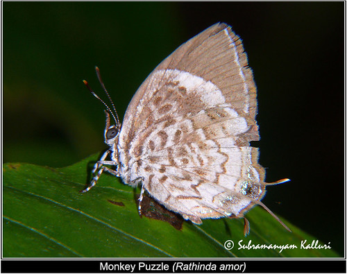 lycaenidae butterflyindia butterfliesofandhrapradesh