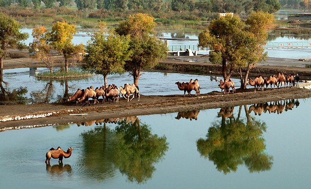 Camels on the banks of the Tarim River--Xinjiang Province , China