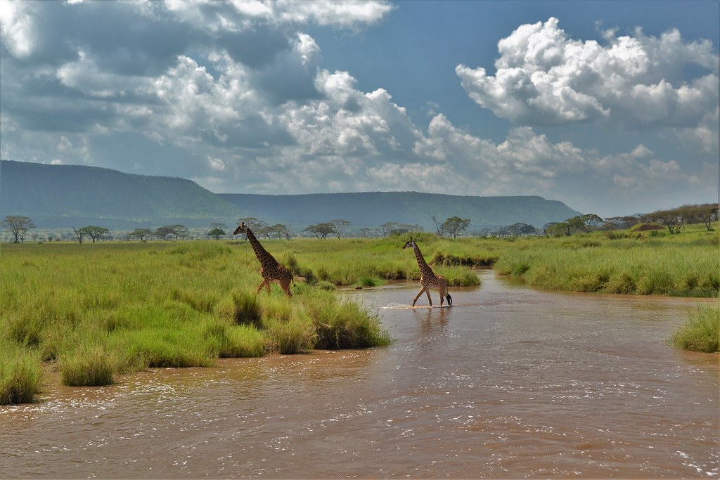 Twiga ! Giraffes are the national animal of Tanzania | Flickr