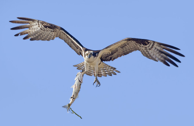 The Fish and the Osprey