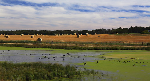 duck pond farm alberta bales reddeer canon6d jpandersenimages canonef2470f28iiusm