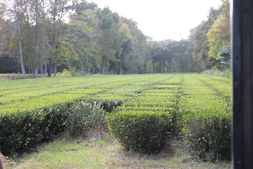 tea southcarolina evergreens plantation agriculture teagarden teaplants lowcountry teabush agribusiness wadmalawisland charlestonteaplantation bigelowtea southcarolinalowcountry americanclassictea charlestontea