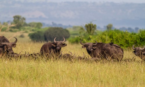 africa uganda queenelisabethpark ilobsterit