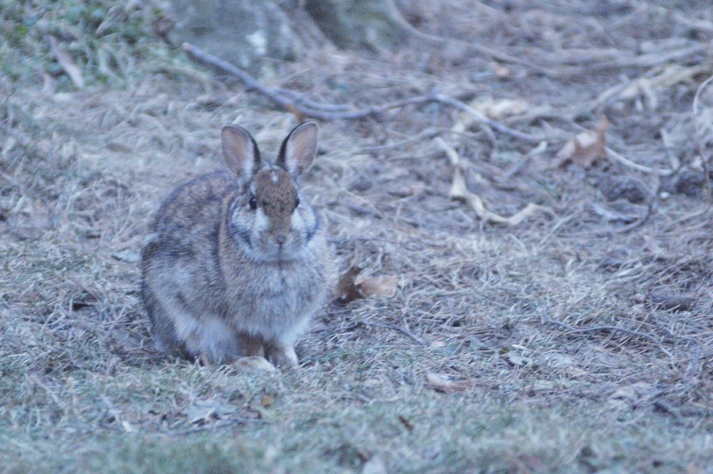 Wascally Rabbit Wascally Wabbit! | Looking for dinner near my garden. | Geeyen | Flickr