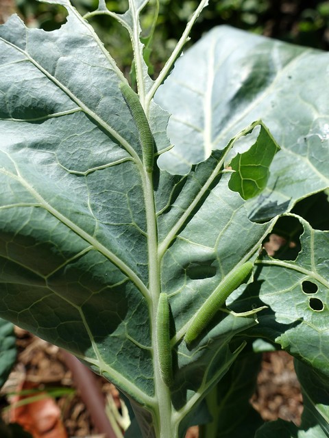 Pieris rapae (Cabbage white): Larvae and feeding injury to crucifer