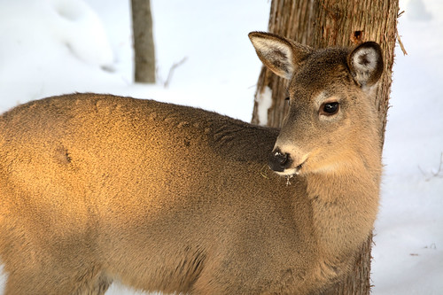 On alert . . . | by Dr. Farnsworth
