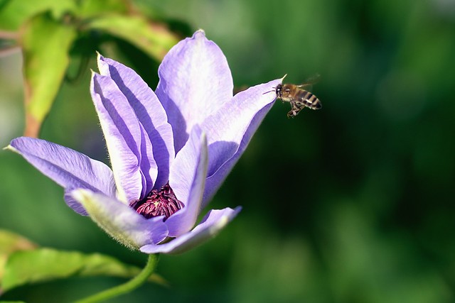 Honeybee & Flower