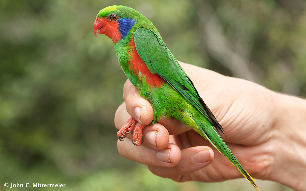 Red-flanked Lorikeet (Charmosyna placentis), Pulau Obi, Mal…