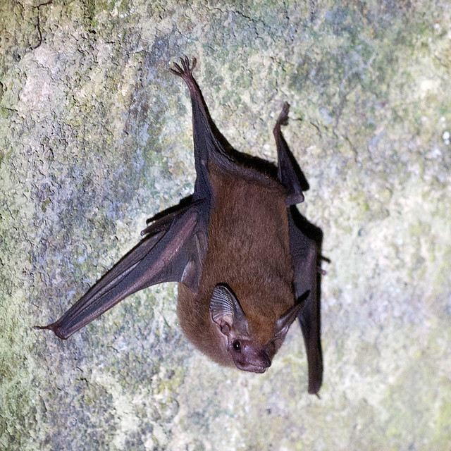 Lesser Dog-like Bat