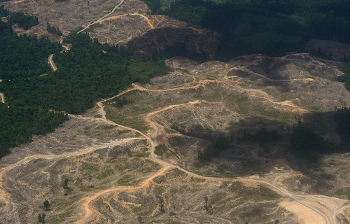 forest landscape geotagged logging sarawak malaysia borneo roads tatau deforestation