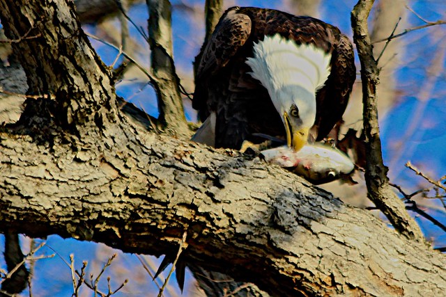 Eagle dines at Creve Coeur Park- St. Louis, MO.