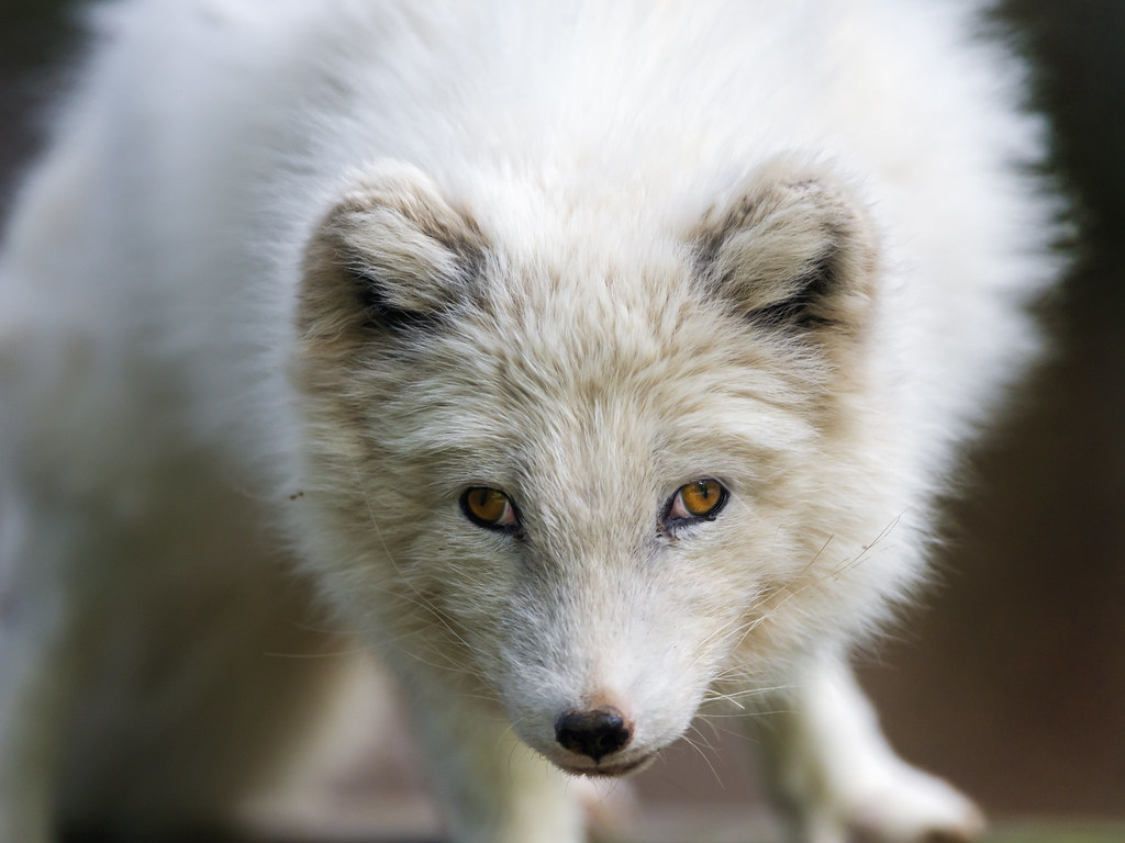 Polar fox challenging me?
