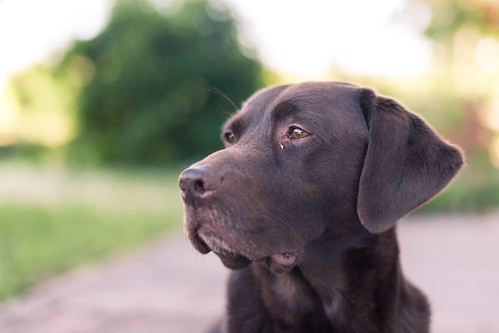 Giggiolino- Labrador Retriever | by Che Camera