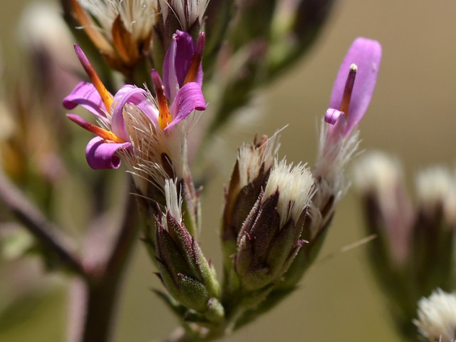 Two-lipped flowers of native Sacapellote (Acourtia microcephala, Asteraceae)
