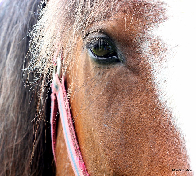 Clydesdale up close