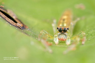 Jumping spider (Itata sp.) - DSC_4160