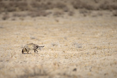 Renard à oreilles de chauve-souris (Otocyon)/Bat-eared fox @Etosha National Park