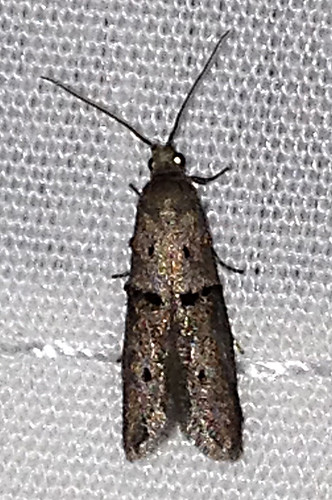 michigan moth lepidoptera shaggyspottedwockia wockiaasperipunctella