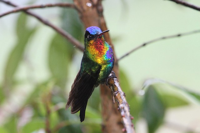 fiery-throated hummingbird /colibri insigne
