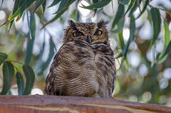 Tucúquere | Bubo virginianus magellanicus | Magellanic horned owl