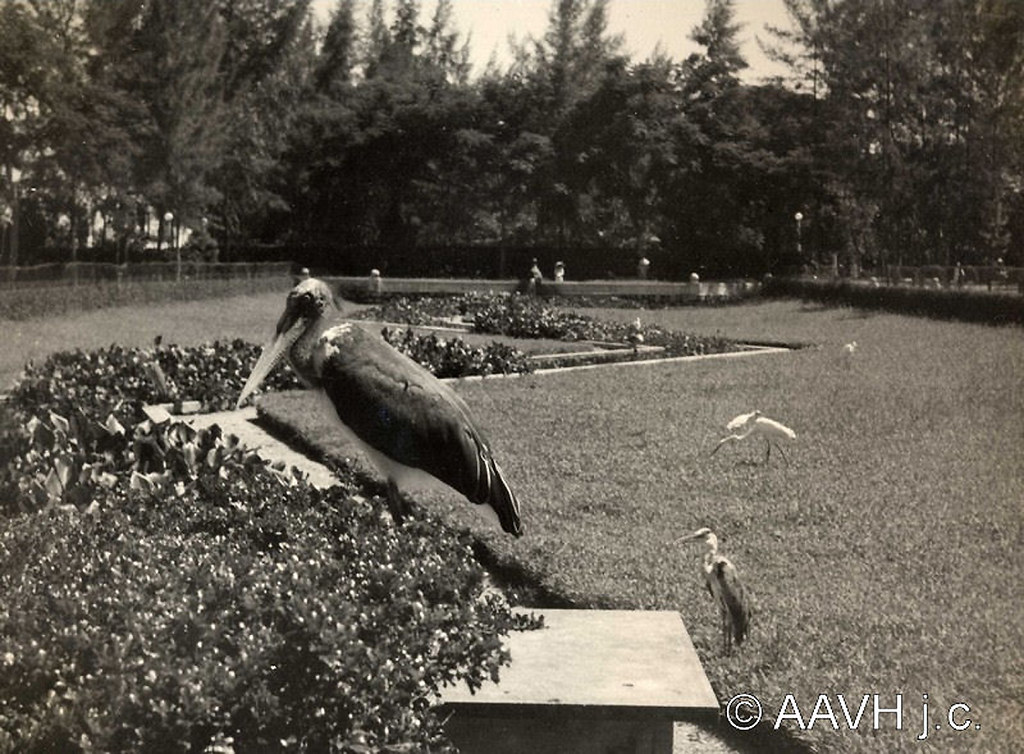 AP1669-Desmarets - Hué, 1936 - Parc de la rive gauche - Les oiseaux