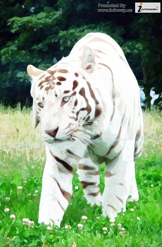 white bengal tiger | by Infoway LLC - Website Development Company