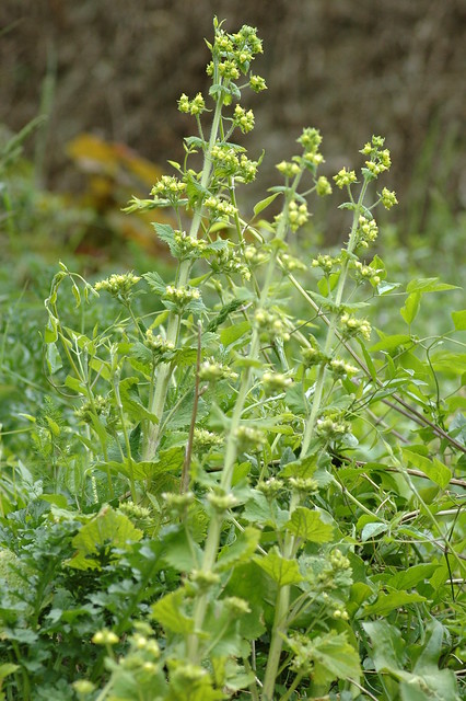 Scrophularia vernalis (Yellow Figwort / Voorjaarshelmkruid)
