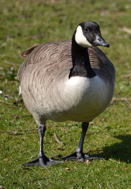 Goose - Grand Union Canal - Berkhamsted - 15 03 14