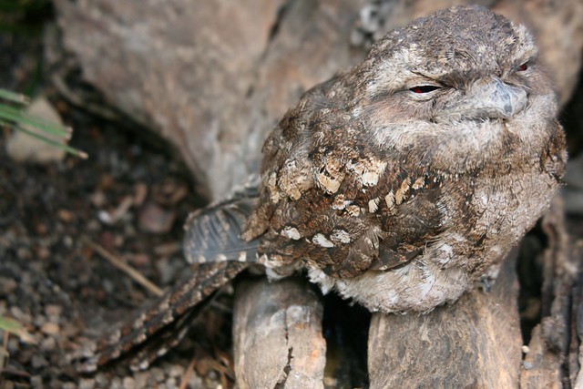Yeah, I Suffer aBet from The Old Red Eyes...Tawny Frogmouth Cairns Australia - EXPLORED